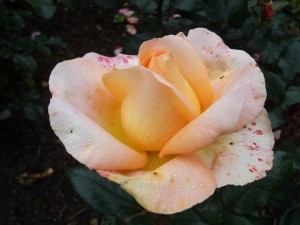 SCENTED MEMORY (hybrid tea)